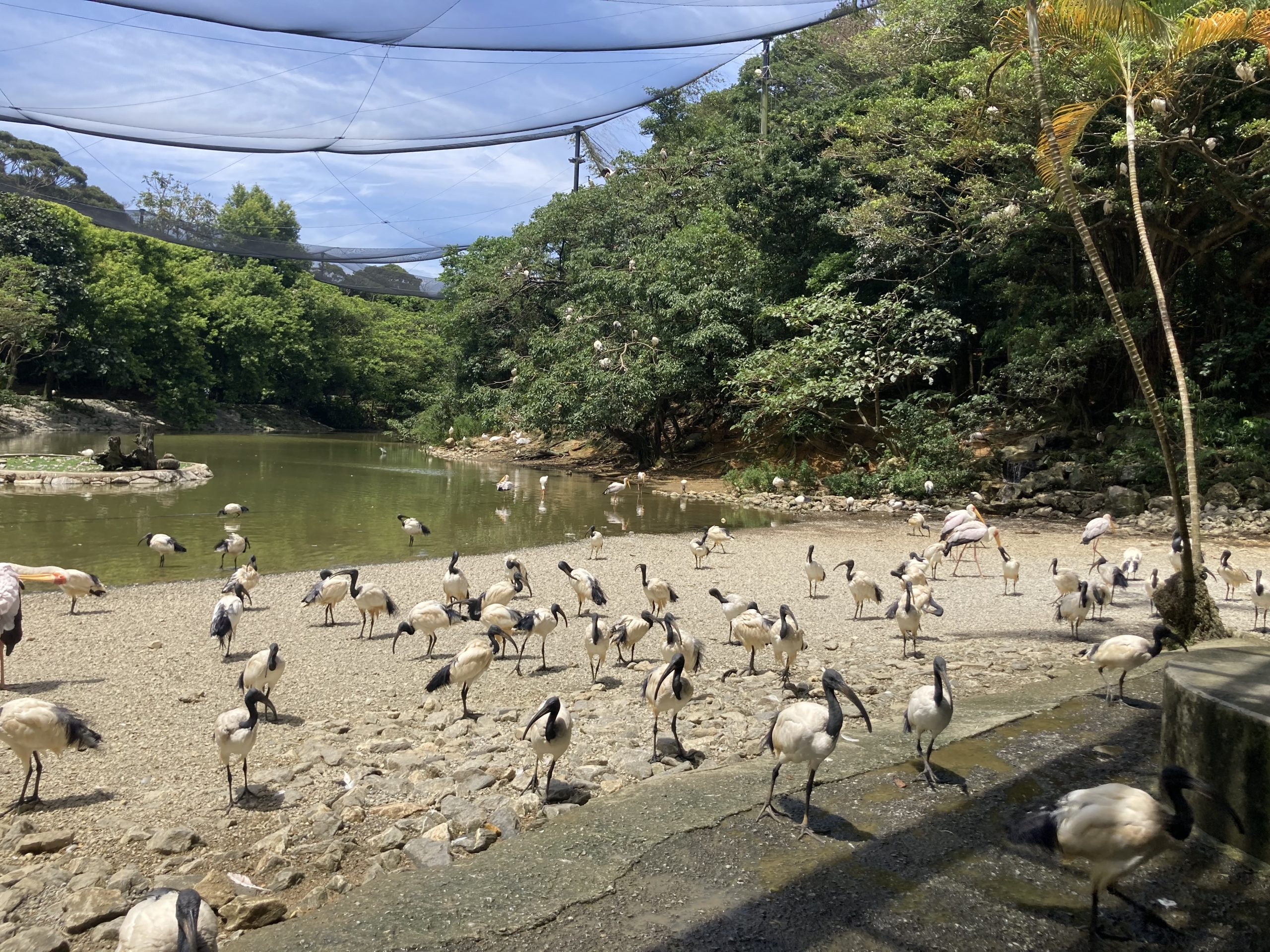 フラミンゴの湖